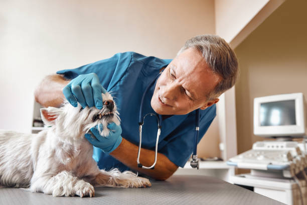 Best Emergency Dental Care for Trauma or Injury in Twin Grove, IL
